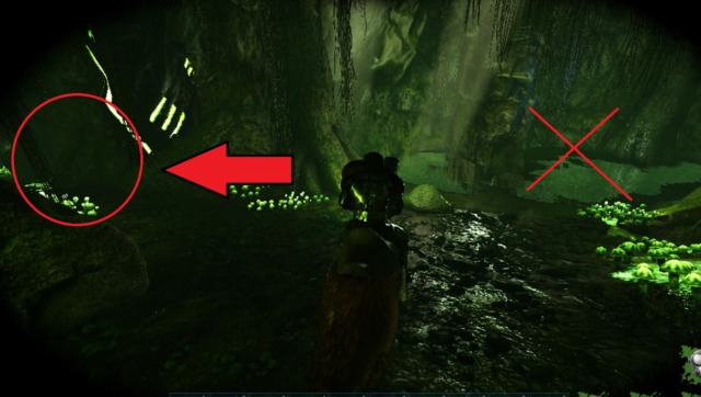 免疫の洞窟道順