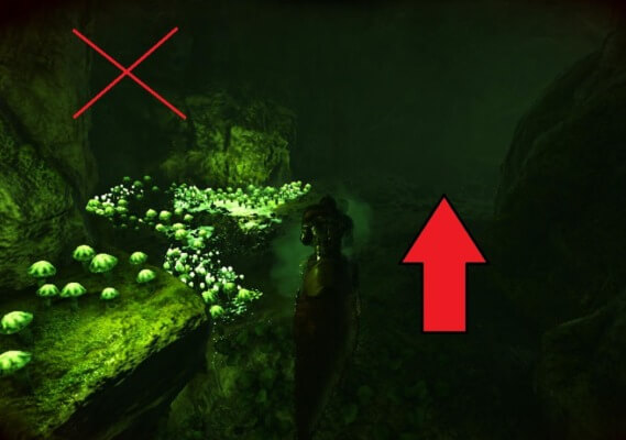 免疫の洞窟道順