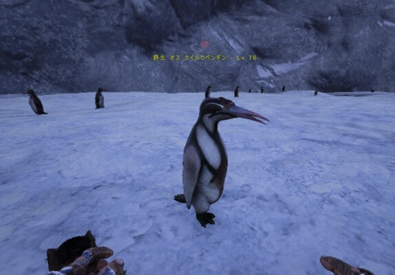 カイルクペンギン