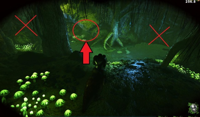 免疫の洞窟道順