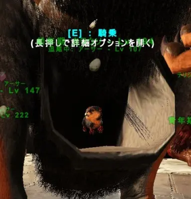 プロコプトドンの生息場所とテイム方法 ポーチに赤ちゃんを入れる