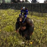 ギガントピテクスのテイム