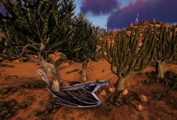 サボテンの木と普通の木